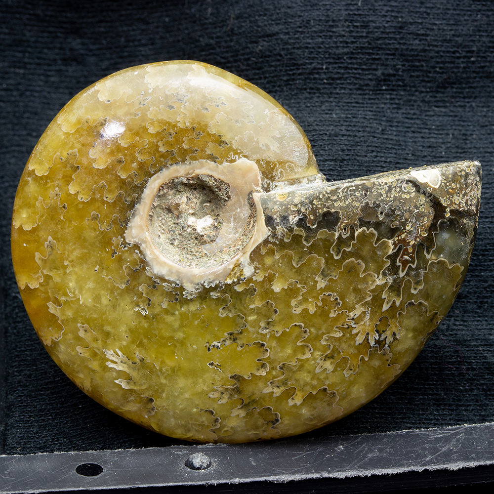 アンモナイト3個セット006｜恐竜・化石グッズの専門店 ふぉっしる