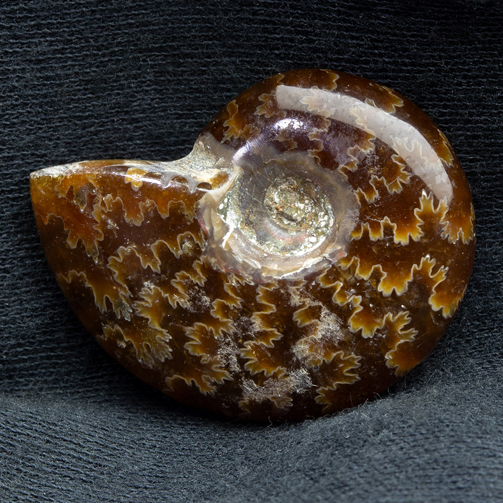 アンモナイト3個セット019｜恐竜・化石グッズの専門店 ふぉっしる