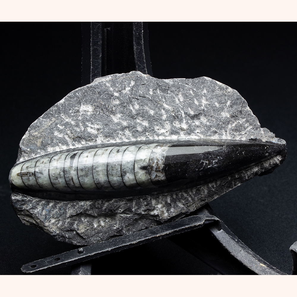 オルソセラス類007｜恐竜・化石グッズの専門店 ふぉっしる