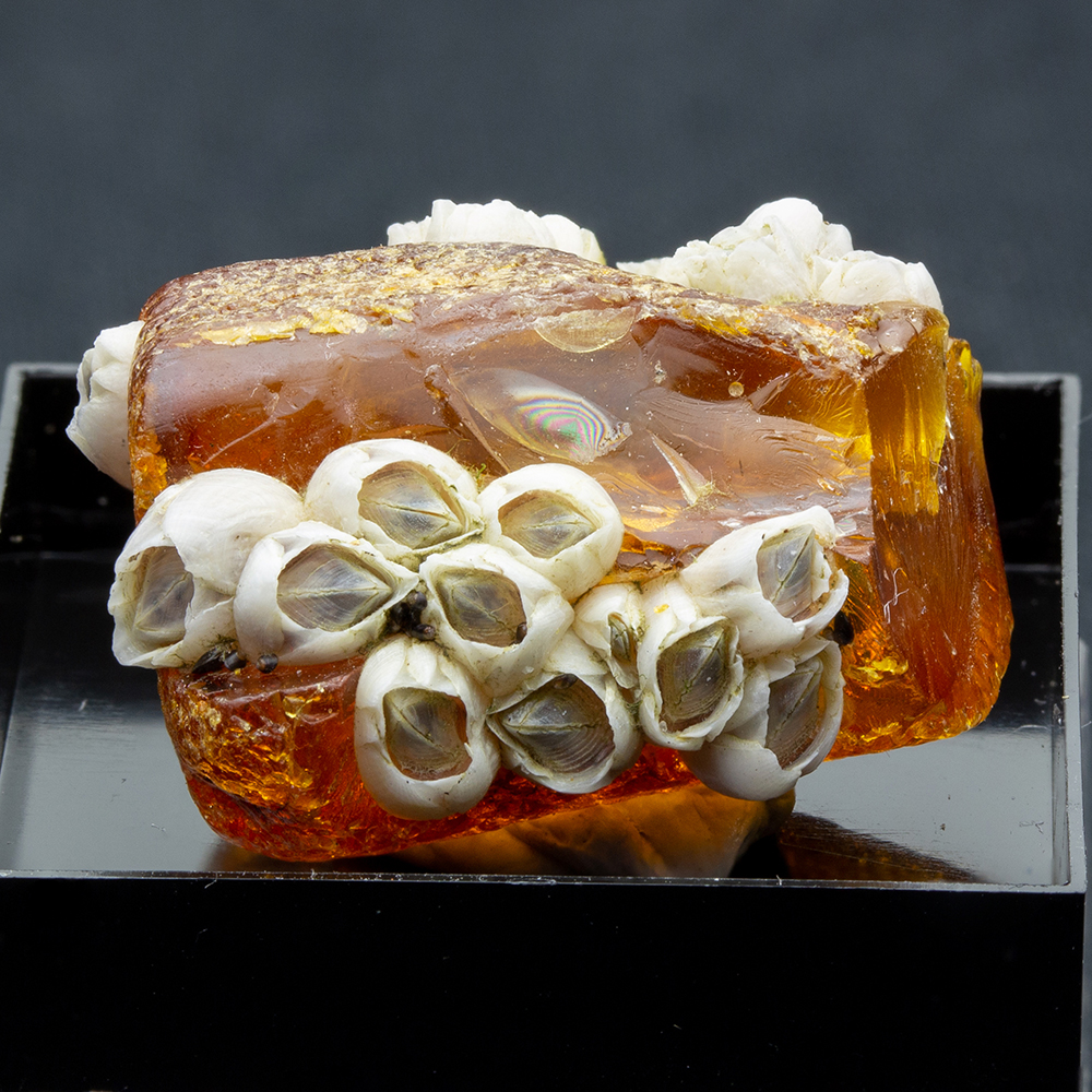 琥珀072｜恐竜・化石グッズの専門店 ふぉっしる