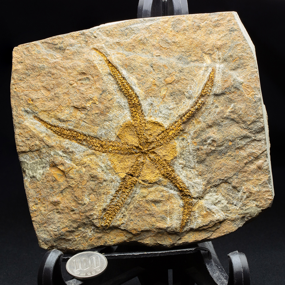 クモヒトデ015｜恐竜・化石グッズの専門店 ふぉっしる