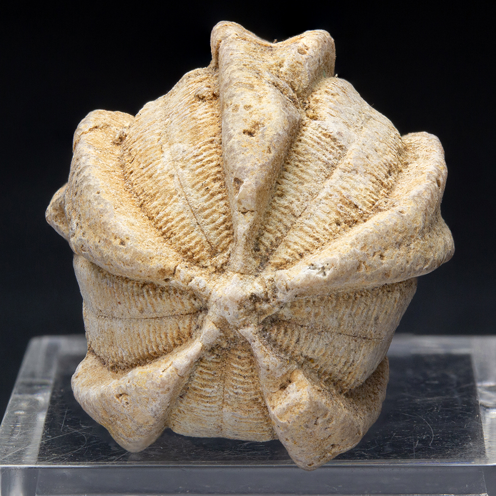 ウミユリ 化石 棘皮動物 重さ682 g 大きさ 約18x16 cm モロッコ産 ウミユリ