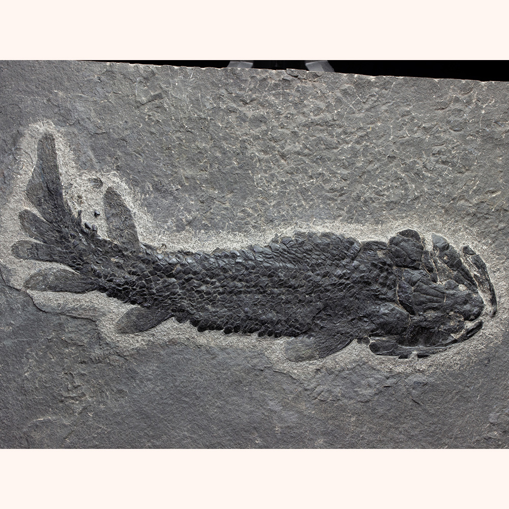 オステオレピス013｜恐竜・化石グッズの専門店 ふぉっしる