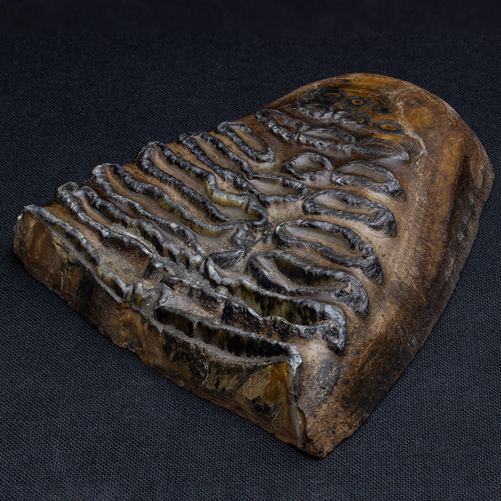 マンモスの歯021｜恐竜・化石グッズの専門店 ふぉっしる