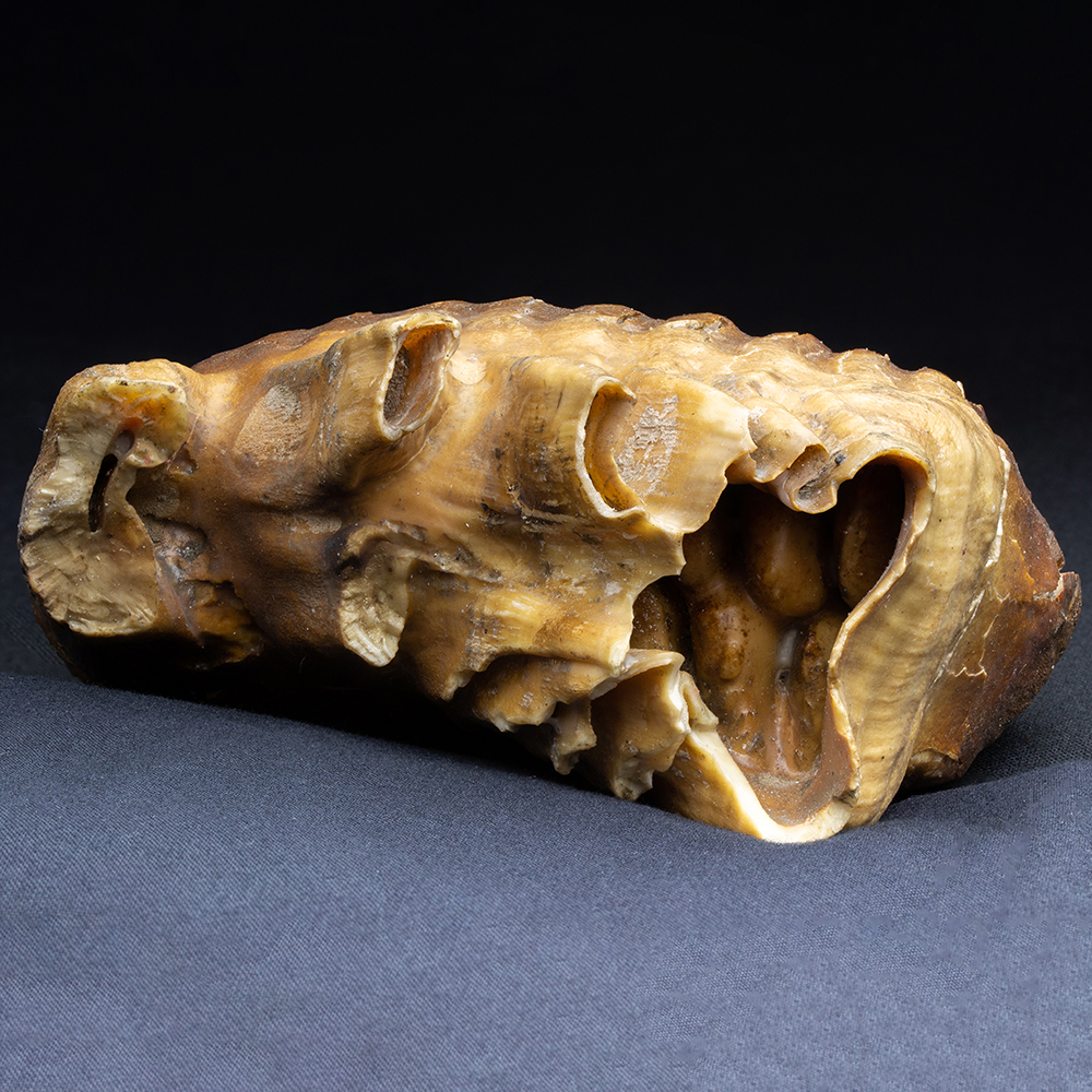 マンモスの歯024｜恐竜・化石グッズの専門店 ふぉっしる