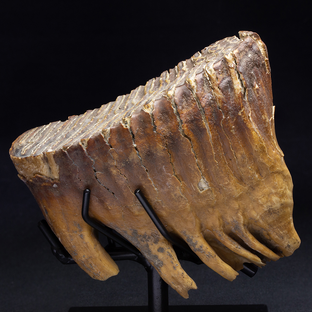 マンモスの歯024｜恐竜・化石グッズの専門店 ふぉっしる