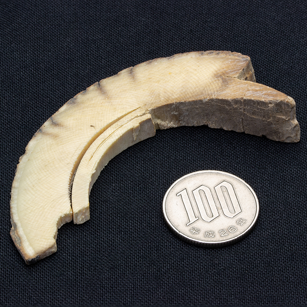 ☆【実物】 マンモスの牙 シベリア産 ☆【実物】 マンモスの牙