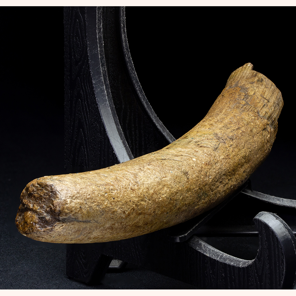 マンモスの牙006｜恐竜・化石グッズの専門店 ふぉっしる
