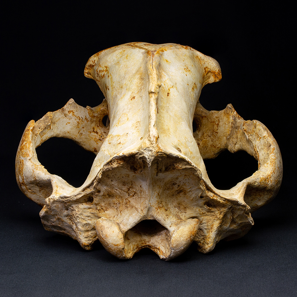 ホラアナグマの頭骨004｜恐竜・化石グッズの専門店 ふぉっしる