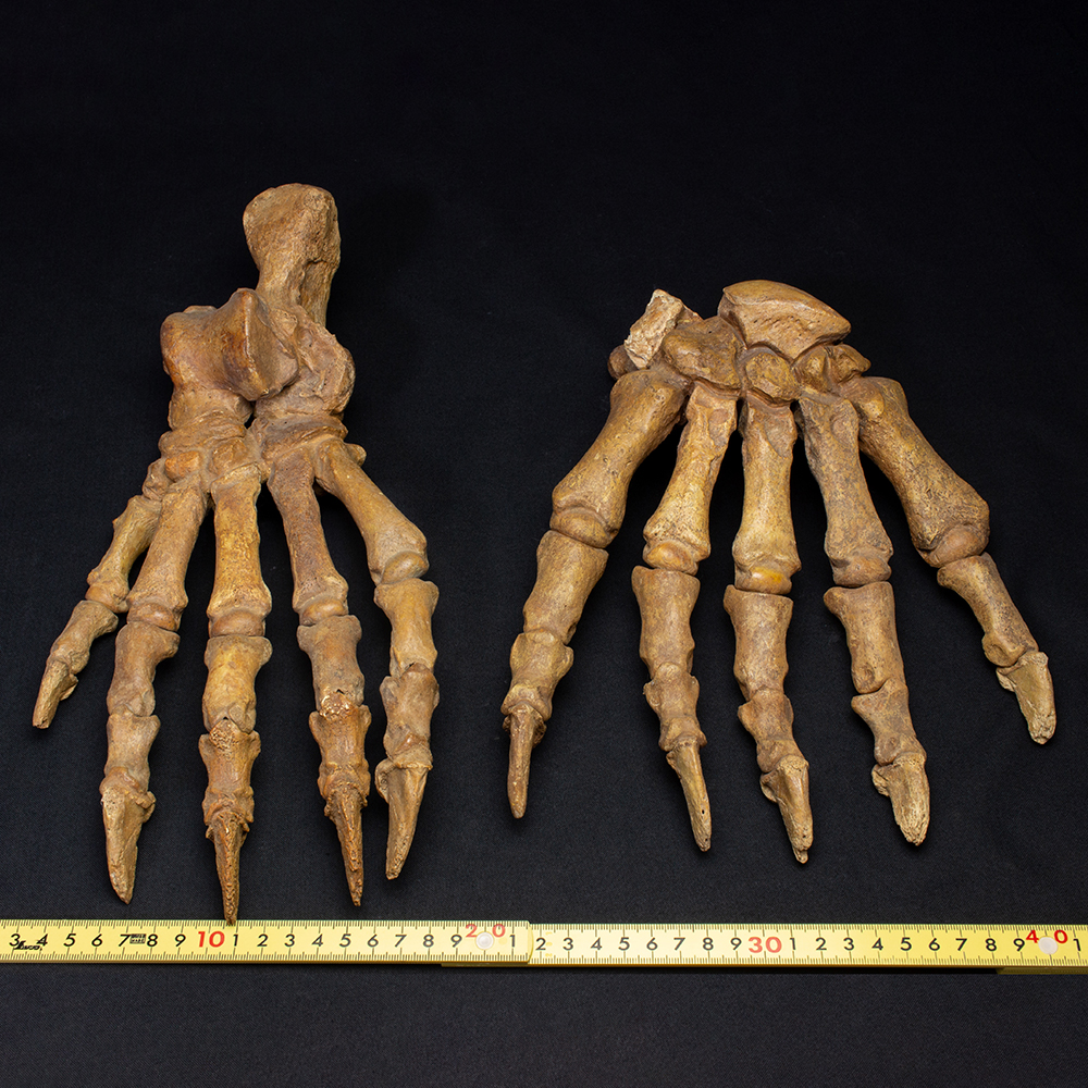ホラアナグマの手足セット001｜恐竜・化石グッズの専門店 ふぉっしる