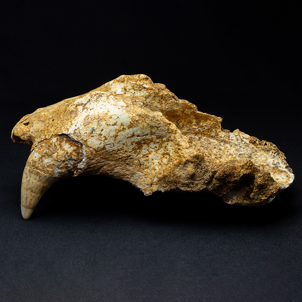 ルーマニア産 ホラアナグマの指骨化石