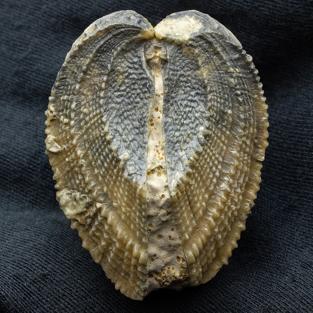 トリロバイト化石 約4cm x 3cm,南米からのお土産です トリロバイト化石