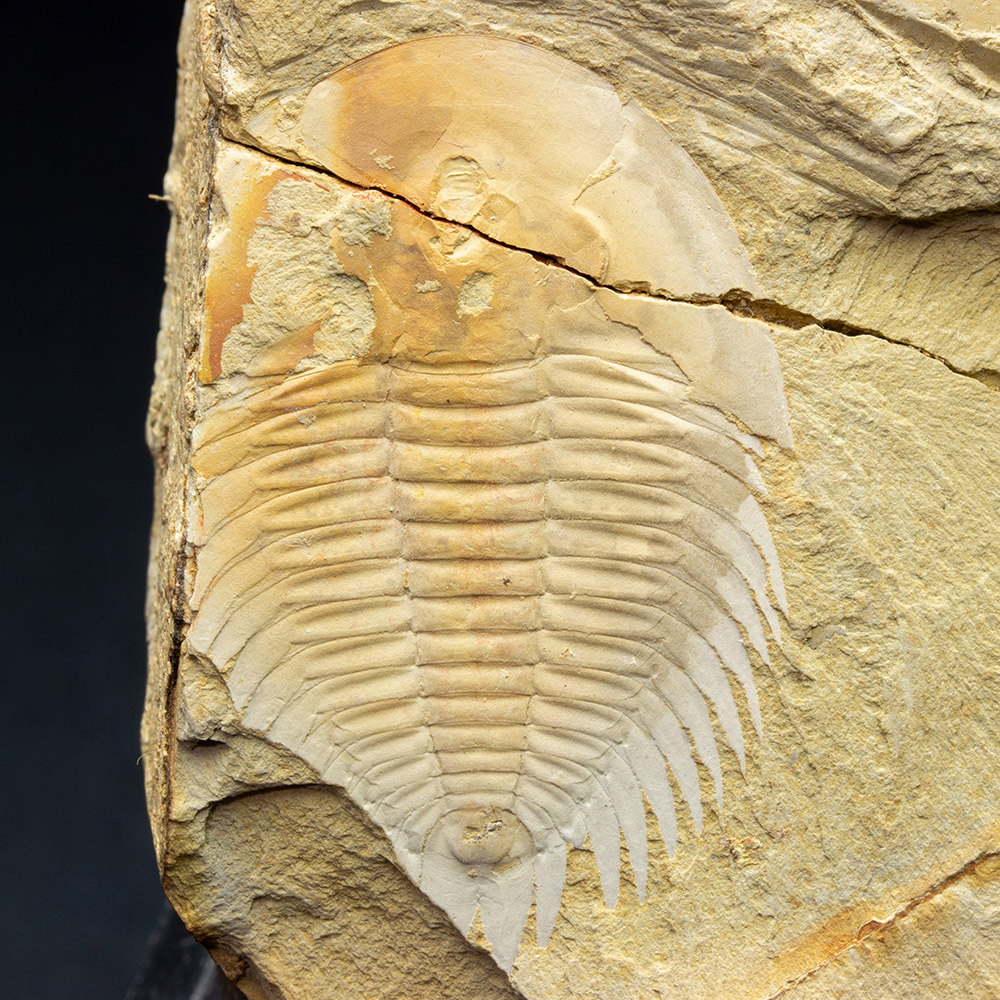 化石三葉虫石古いレトロ