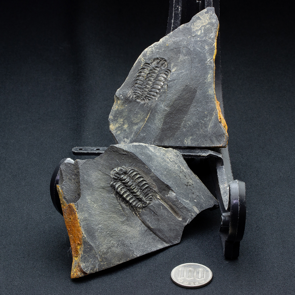 セレノペルティスT18｜恐竜・化石グッズの専門店 ふぉっしる