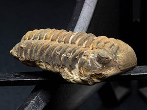 魚の化石 本物 標本 Fossil Fish 12.5*11.5cm 化石・鉱物・隕石・地学