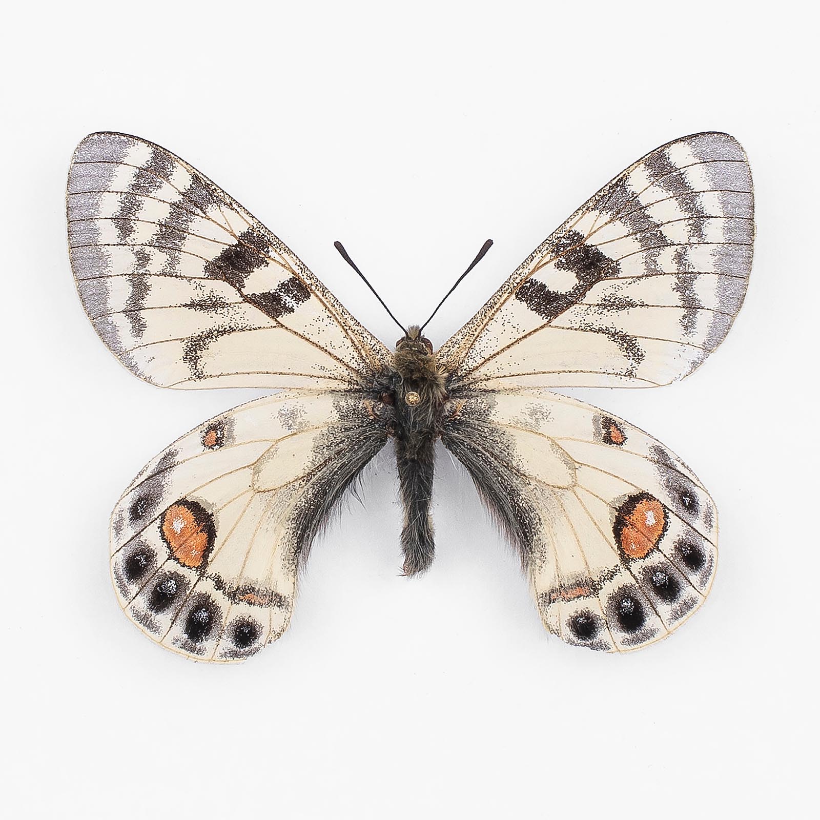 パルナシウス・アーカイブ - papilioblanc