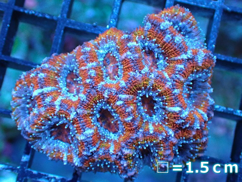サンゴ】【通販】【オーストラリア産】カクオオトゲキクメイシ（Ultra