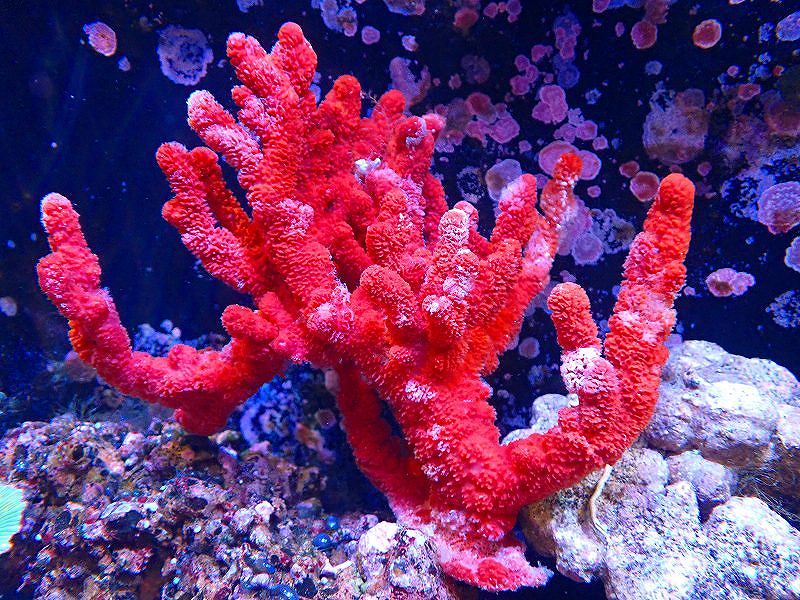 赤珊瑚 天然赤珊瑚(鑑賞にどうぞ) 【公式通販】