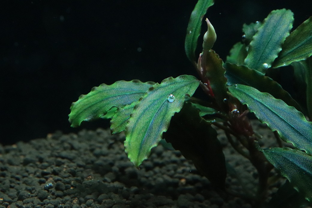 通販 水草】国産 ブセファランドラ sp クアラクアヤン2(無農薬)【1株