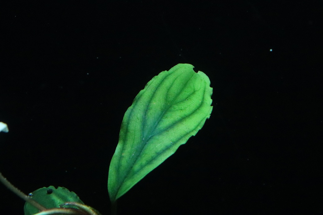 通販 水草】国産 ブセファランドラ sp シャイングリーン(無農薬)【1株