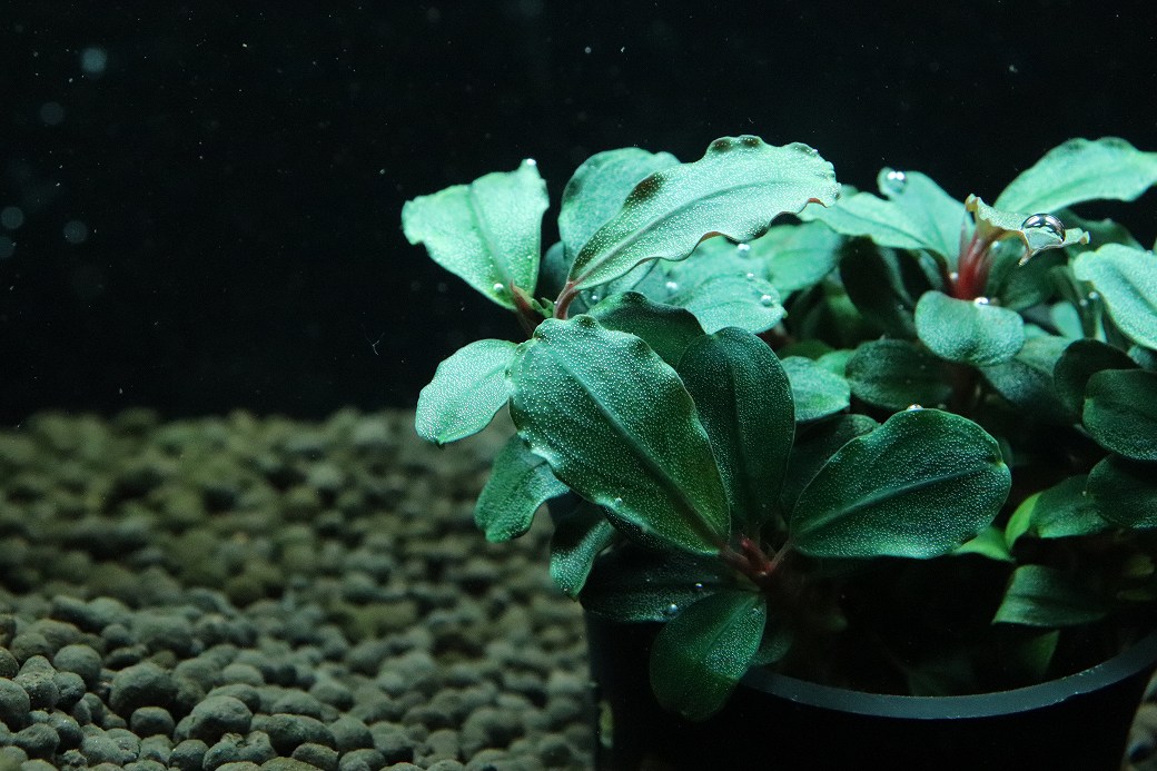 陰性水草の王様的存在【ブセファランドラ】Aurora KN便 陰性水草の王様