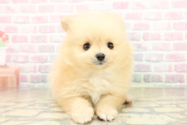 ポメラニアン(クリームホワイト)の子犬を価格や特徴で探す|ペット