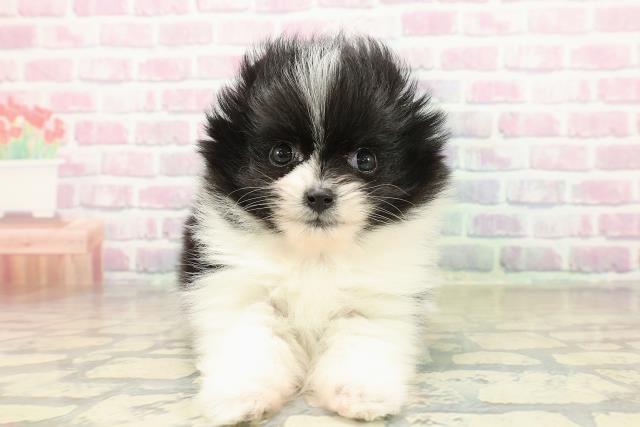 ワンちゃん・ネコちゃん(子犬・子猫)検索結果 | ペットショップCoo＆RIKU