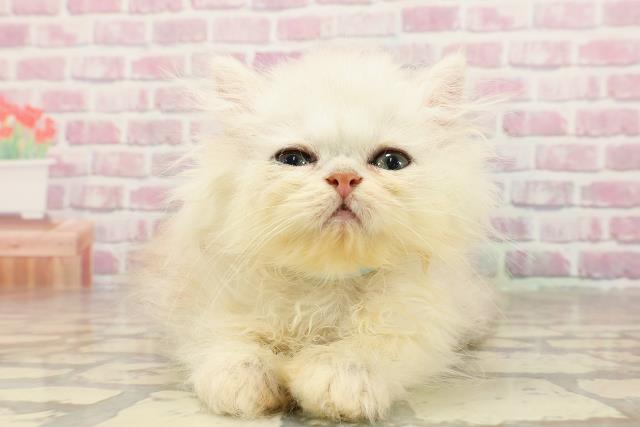 satopi様専用、幅広シュシュ、スノーフレーク(ホワイト)わんちゃん猫