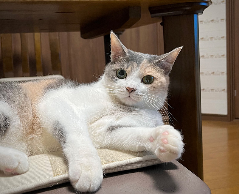 みんな大好き、三毛猫のひみつ。毛色や性別、遺伝子の謎についてご紹介