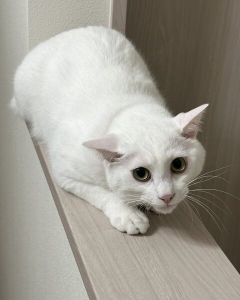 白猫ちゃん と キジトラ柄の猫ちゃんを紹介します | ぐりーんきゃっと