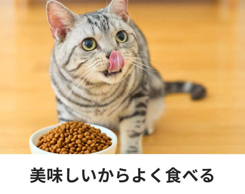 ドクターズダイエット 猫用 ハイシニア 1.5kg入×2袋 ハイシニア｜Dr.'s