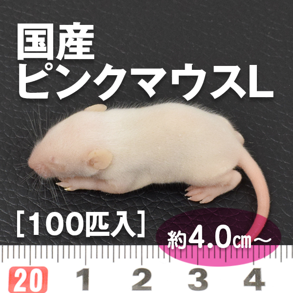 国産ピンクマウスLサイズ / 100匹入り / PETMAP