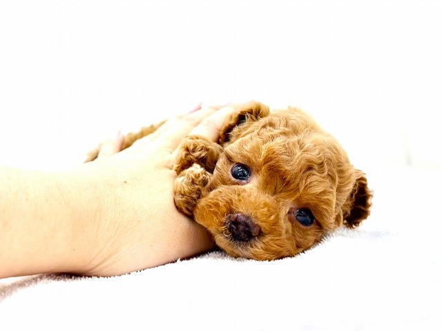 価格の安いMIX犬（父：トイプードル 母：マルチーズ）♀両親2㎏台