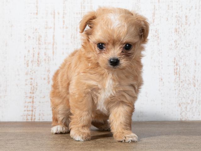 チワプーの性格とは 特徴や人気の毛色、飼いやすさなどを紹介│犬図鑑