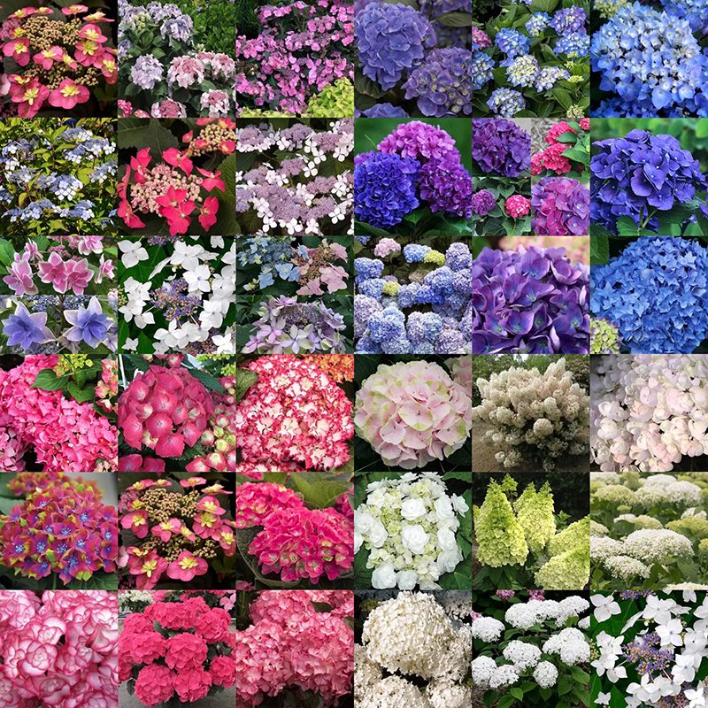 Hydrangea for Canadian Gardens - Phoenix Perennials