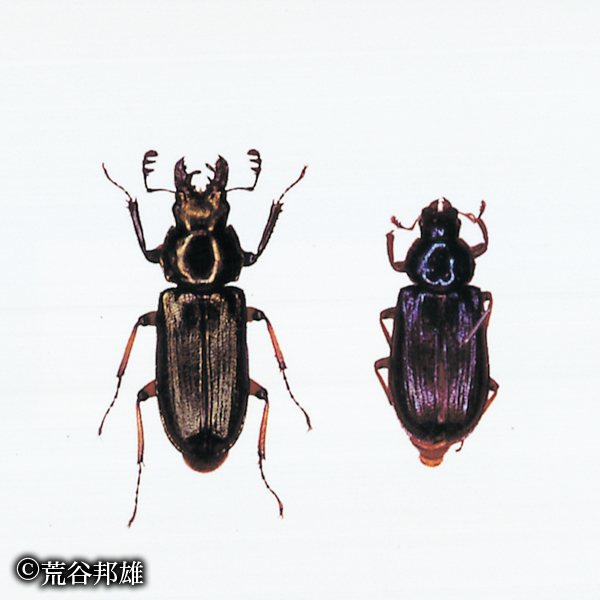 ルリクワガタ｜京都府レッドデータブック2015