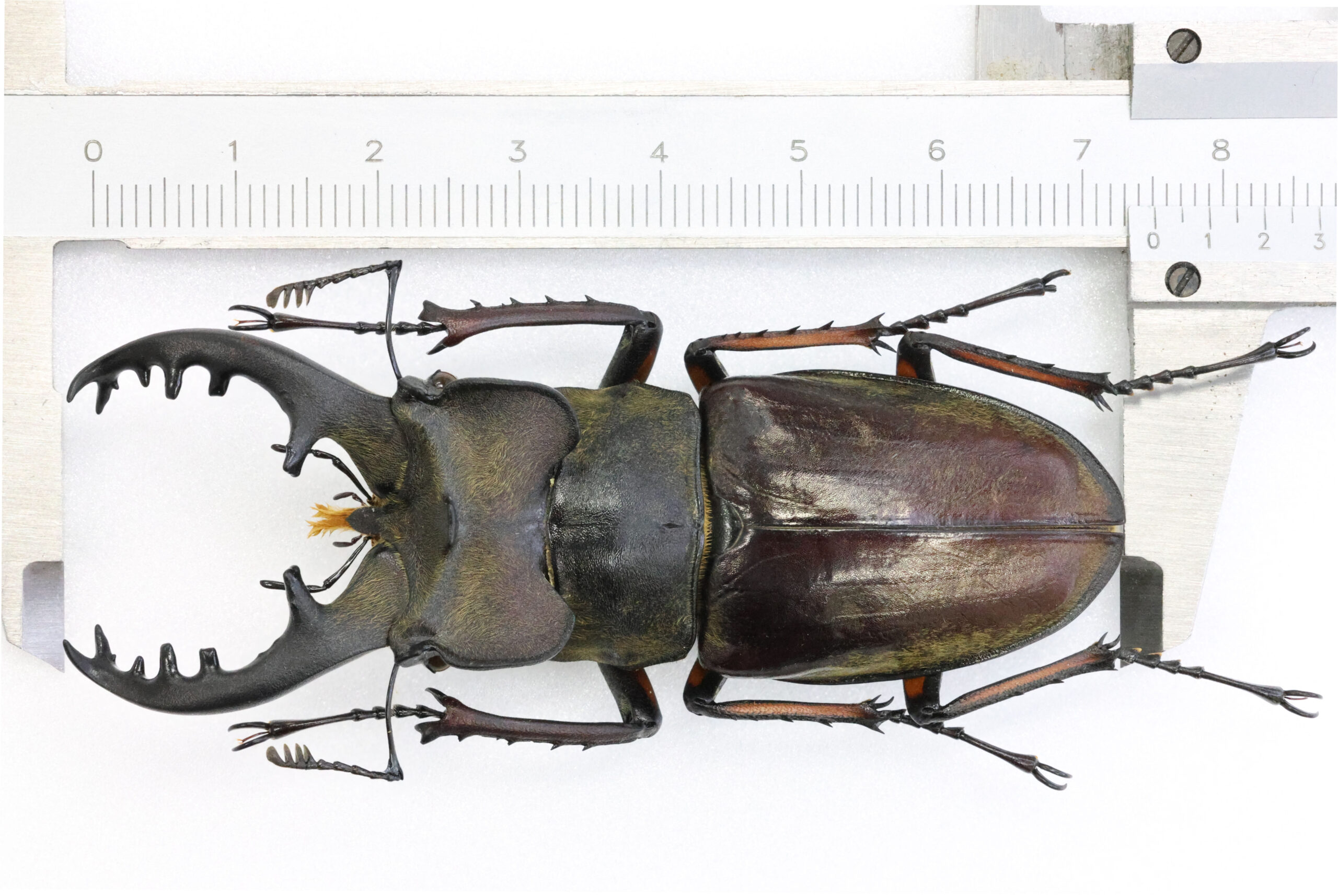 75.0 ㎜ ］自然が溢れる道志村のミヤマ | Project WILD MUSEUM