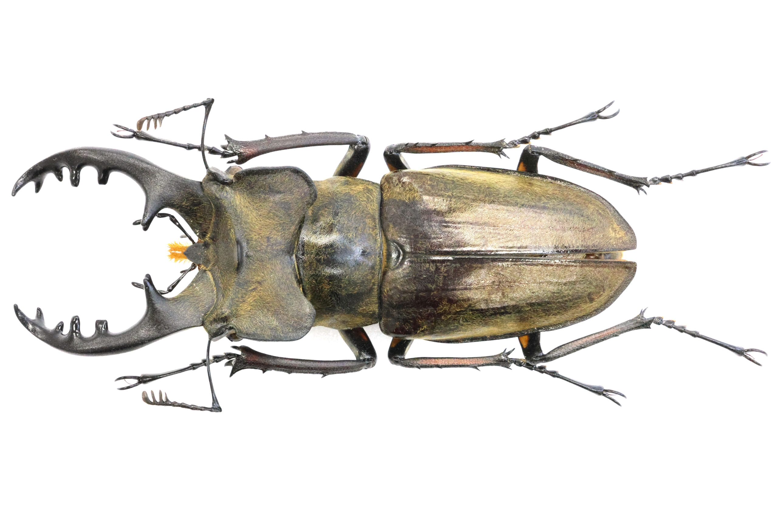 72.6 ㎜ ］私のCassiopeia Collection最大ミヤマ | Project WILD