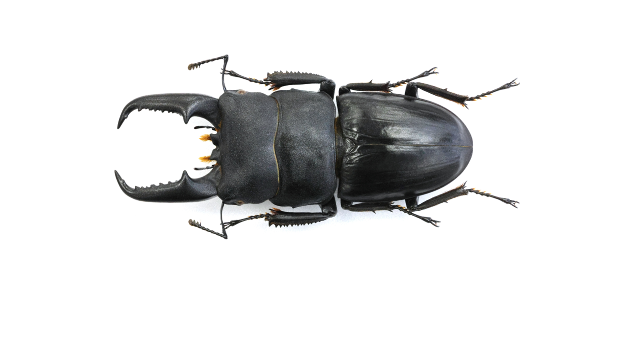 68.4 ㎜ ］太い大アゴ！ | Project WILD MUSEUM クワガタ大図鑑
