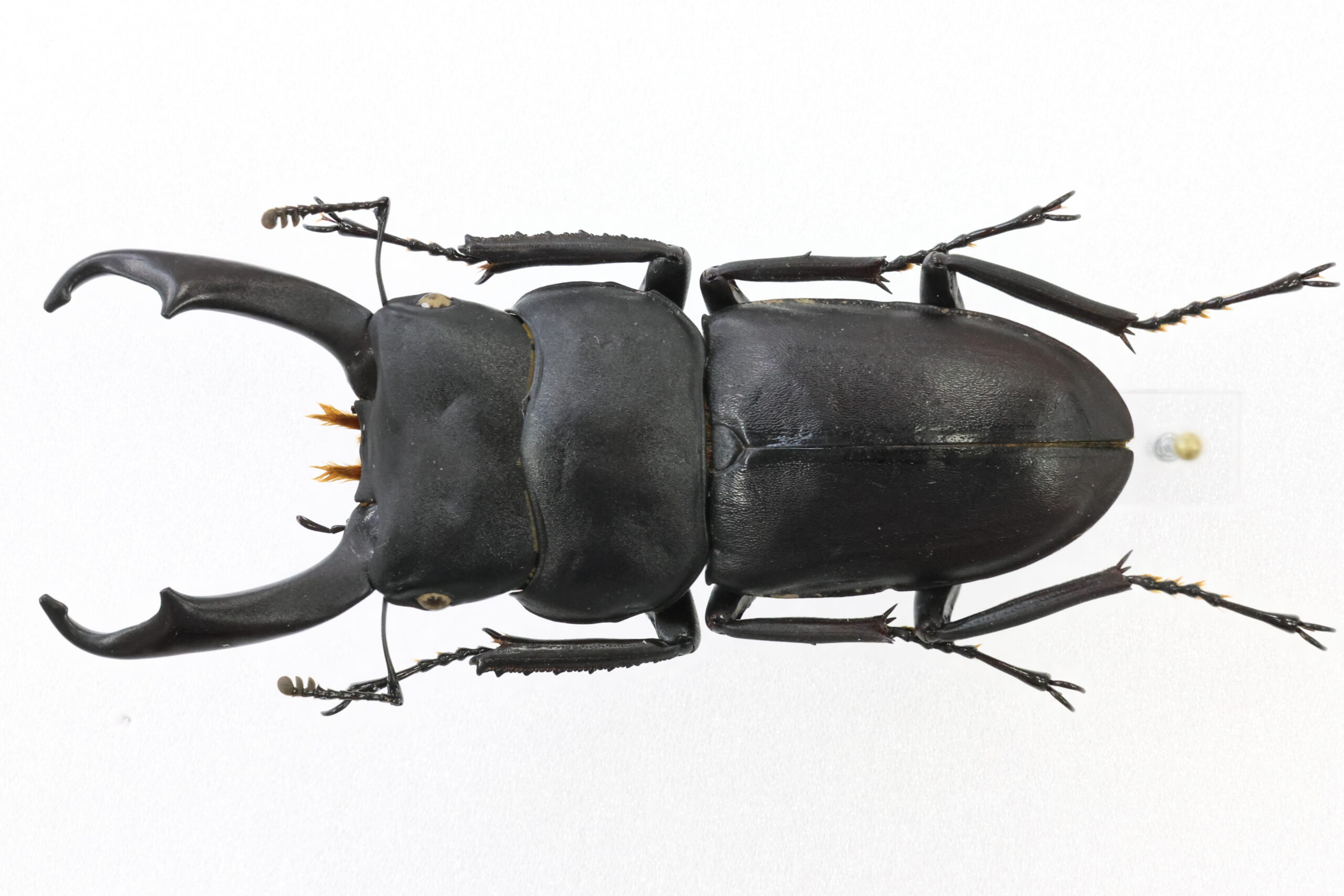 50.3 ㎜ ］マイマイカブリ採集のおかげ！ | Project WILD MUSEUM