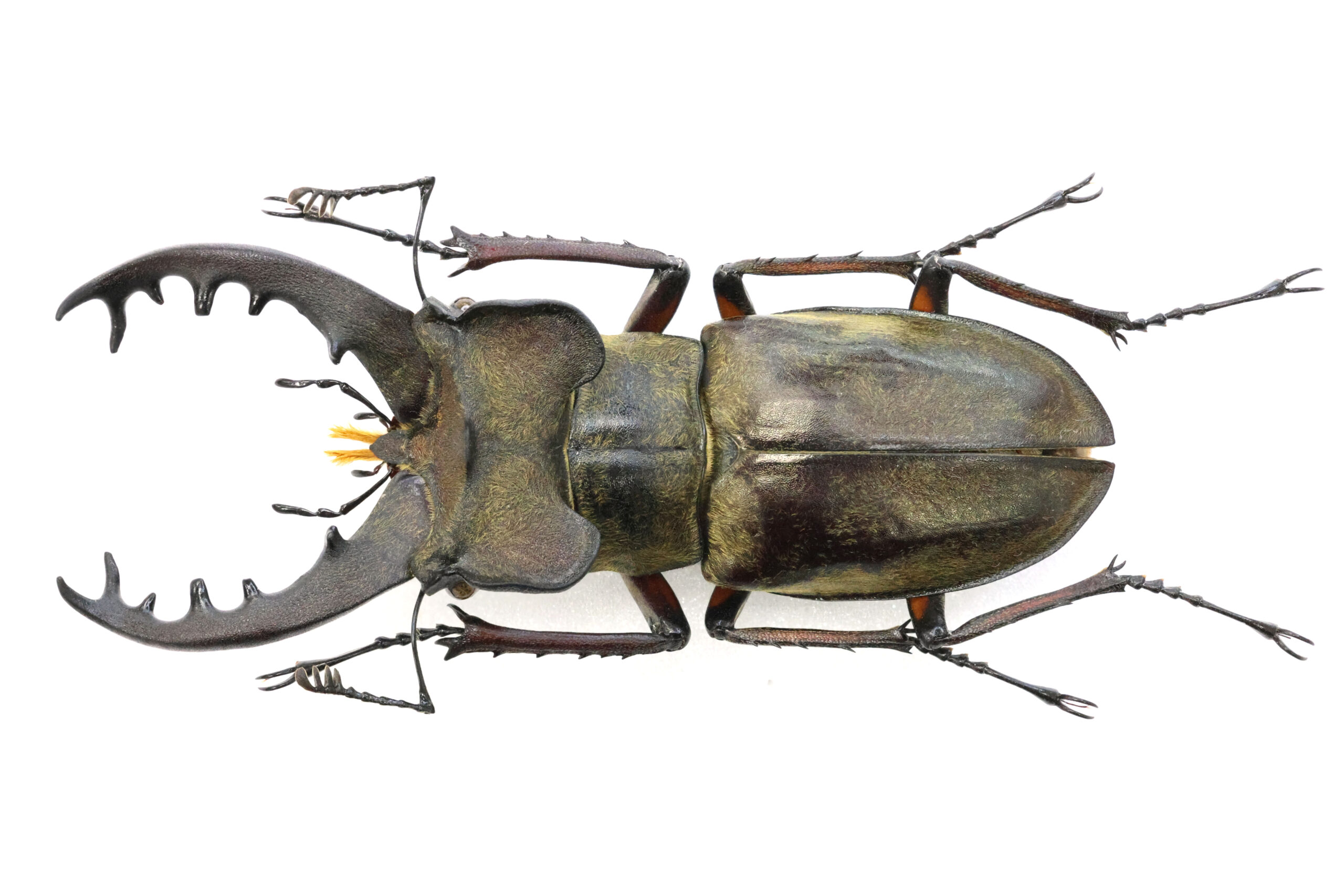 70.5 ㎜ ］標高200メートルほどでも… | Project WILD MUSEUM クワガタ