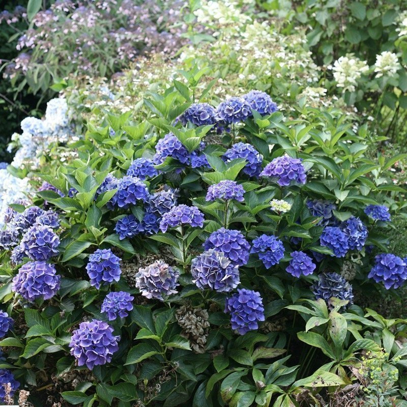CITYLINE® Venice Bigleaf Hydrangea - Proven Winners ColorChoice