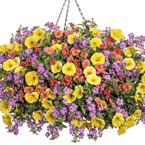 Safari® Dusk™ - South African Phlox - Jamesbrittenia hybrid