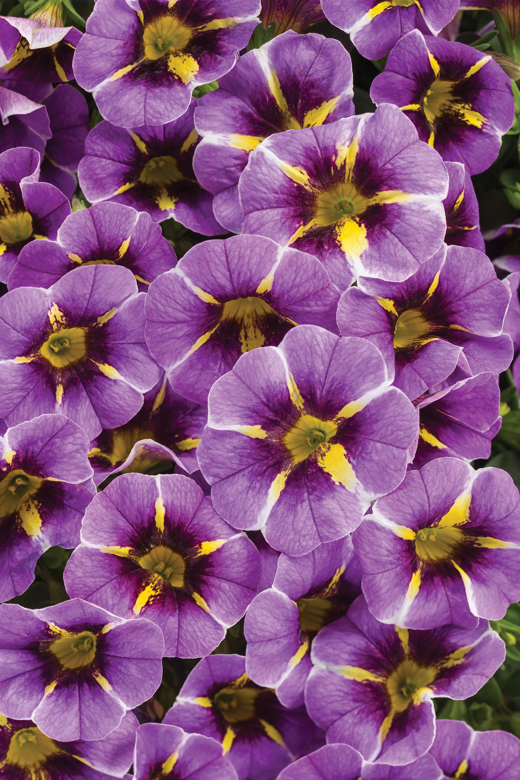 Superbells® Evening Star™ - Calibrachoa hybrid | Proven Winners