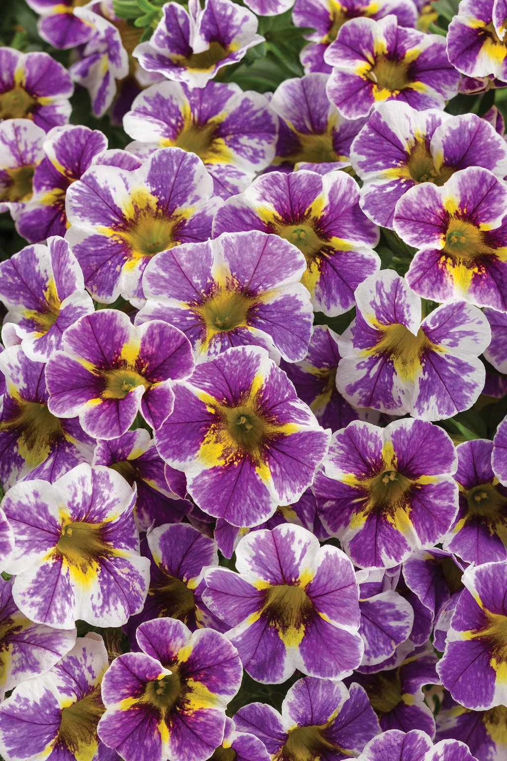 Superbells® Holy Smokes!® - Calibrachoa hybrid | Proven Winners