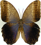 Caligo_eurilocus.jpg