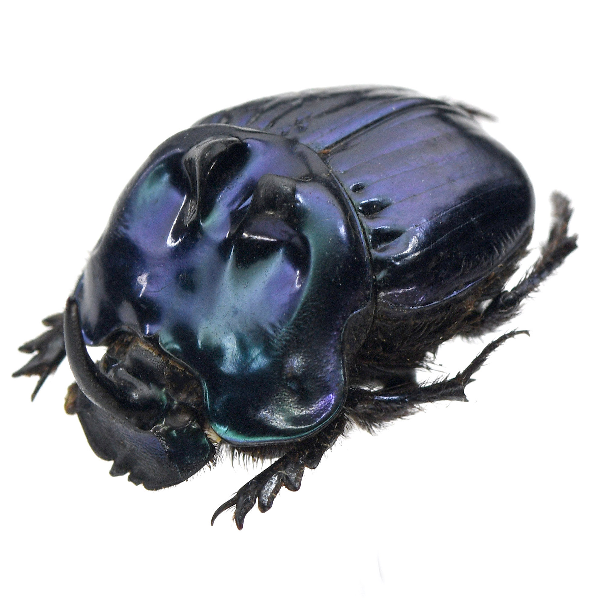 Phanaein-34 ランシフェール・オオニジイロダイコクコガネ ＊大型