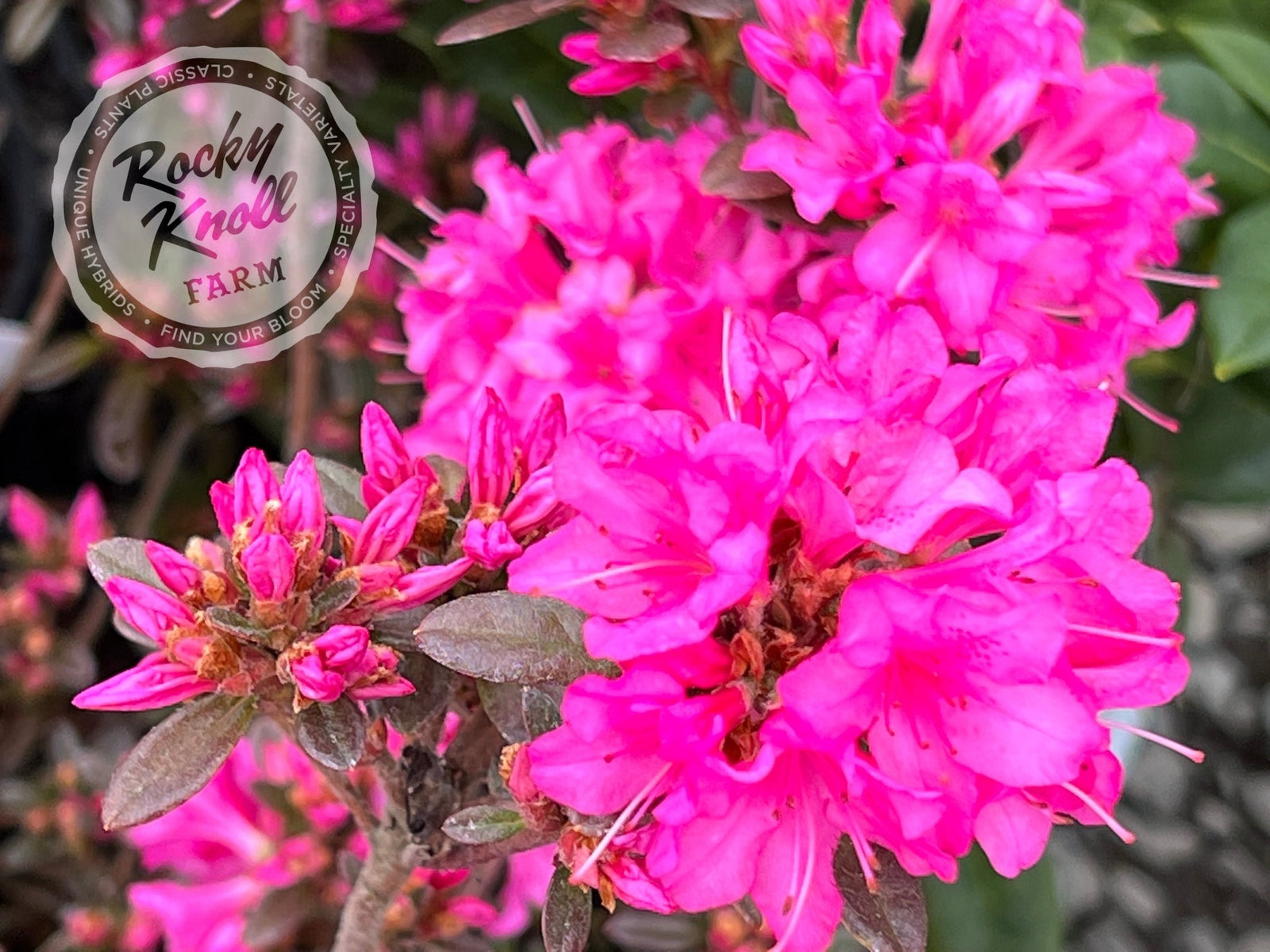 Ria Hardijzer - Rocky Knoll Farm