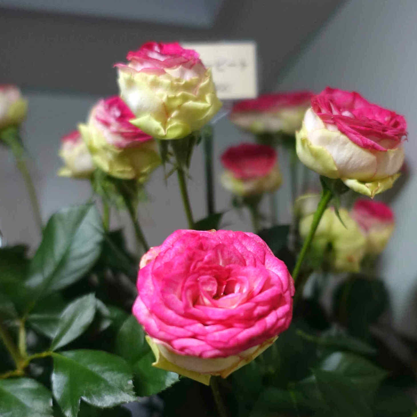 商品紹介/ミックスカラーのバラ of フラワーサロンROSY