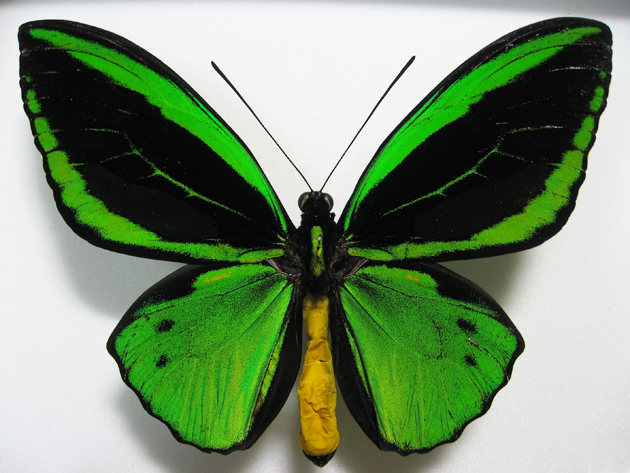 ミドリメガネトリバネアゲハ Ornithoptera priamus ～ 蝶の標本 麗蝶 ～